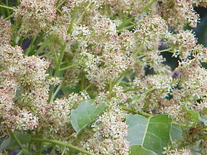 Götterbaum (Ailanthus altissima)