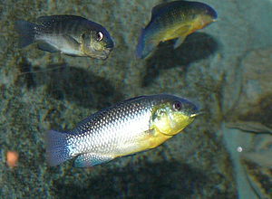 Alcolapia alcalica im Aquarium Berlin, oben links ein maulbrütendes Weibchen mit geblähtem Mundboden.
