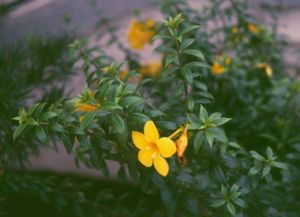 Goldtrompete (Allamanda cathartica)