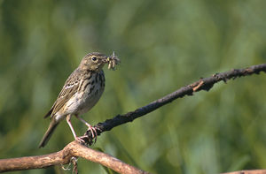 Baumpieper (Anthus trivialis)