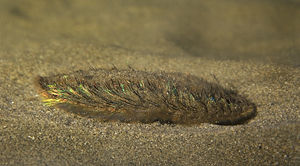 Aphrodita aculeata (Sea mouse).jpg