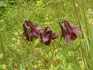 Scharzviolette Akelei (Aquilegia atrata)