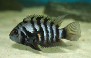 Zebrabuntbarsch (Archocentrus nigrofasciatus)