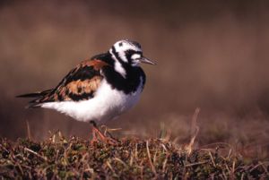 Steinwälzer (PK) (Arenaria interpres)