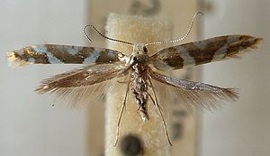 Argyresthia.goedartella.mounted.jpg