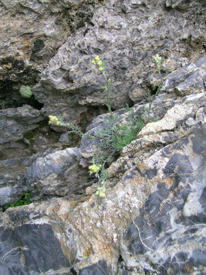 Echte Edelraute (Artemisia muttelina)