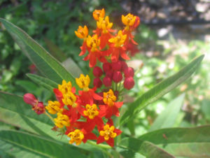 Asclepias curassavica