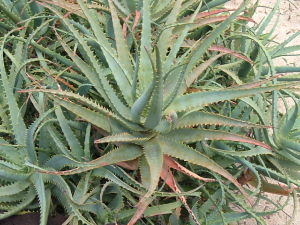 Tintenfisch-Aloe (Aloe arborescens)
