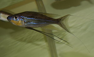 Benthochromis tricoti, Männchen
