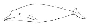 Südlicher Schwarzwal