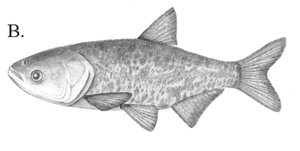 Bighead carp b.gif