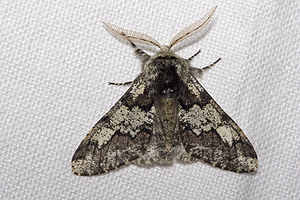 Pappel-Dickleibspanner (Biston strataria)