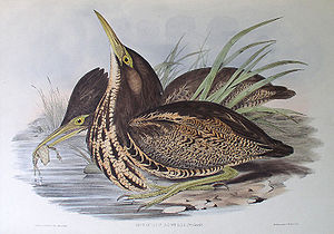 Australische Rohrdommel (Botaurus poiciloptilus)