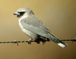 Black-faced Woodswallow Newhaven.JPG