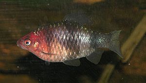 Purpurkopfbarbe (Barbus nigrofasciatus)