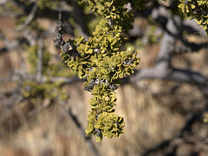 Zweig mit Blättern des Stinkbuschs (Boscia foetida).