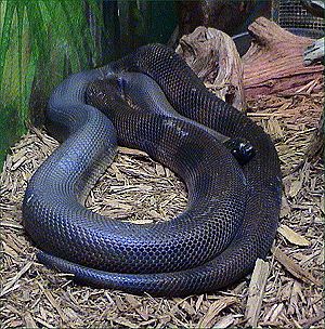 Bothrochilus boa.jpg