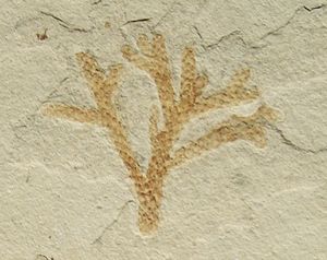 Fossil von Brachyphyllum im Bürgermeister Müller Museum in Solnhofen.