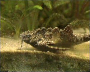 Großkopf-Bratpfannenwels (Bunocephalichthys verrucosus)