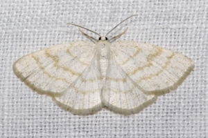 Braunstirn-Weißspanner (Cabera exanthemata)