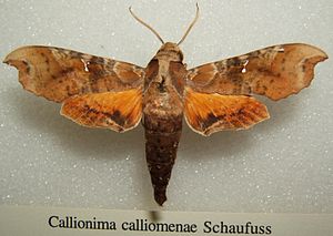 Callionima calliomenae