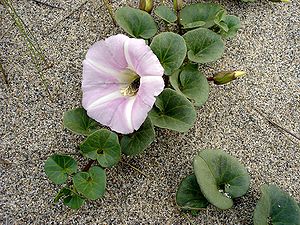 Calystegia soldanella1.jpg