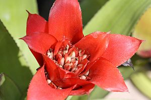 Canistrum montanum, Blütenstand