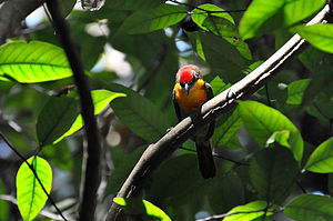 Olivrücken-Bartvogel (Capito aurovirens), Männchen