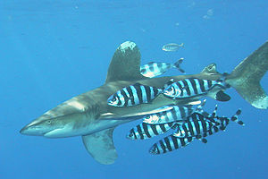Weißspitzen-Hochseehai (Carcharhinus longimanus) begleitet von Lotsenfischen (Naucrates ductor)
