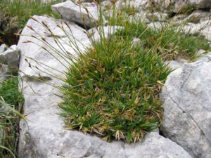 Polster-Segge (Carex firma)