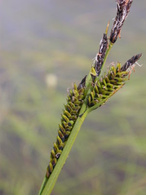 Braun-Segge (Carex nigra)