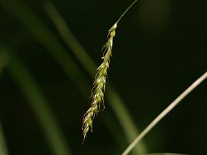 Dünnährige Segge (Carex strigosa)