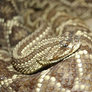 Schauer-Klapperschlange (Crotalus durissus cumanensis)