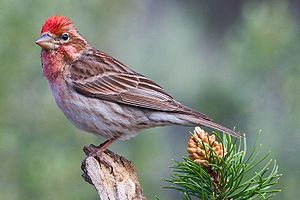 Männchen des Cassingimpels (Carpodacus cassinii)