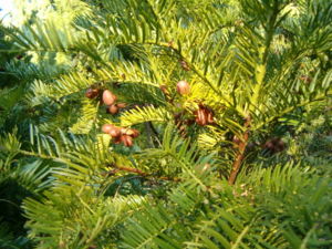 Japanische Kopfeibe (Cephalotaxus harringtonia)