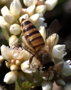 Östliche Honigbiene (Apis cerana)