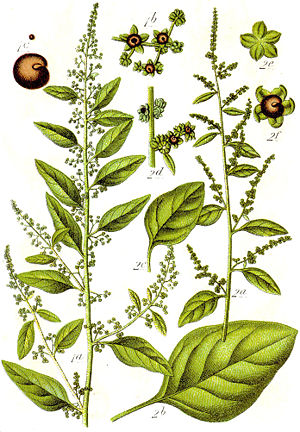 Chenopodium polyspermum Sturm28.jpg