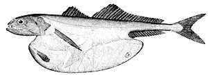 Chiasmodon niger, mit verschlucktem Beutefisch