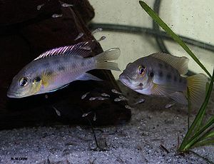 Chromidotilapia guentheri-Paar mit Jungfischen.