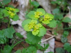 Wechselblättriges Milzkraut (Chrysosplenium alternifolium)