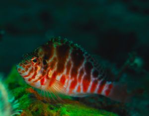 Gefleckter Korallenwächter (Cirrhitichthys oxycephalus)