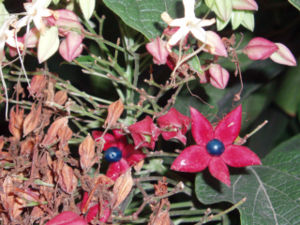 Fruchtstand von Clerodendrum trichotomum mit verdicktem und rot verfärbtem Kelch.