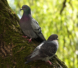 Stadttaube (Columba livia f. domestica)