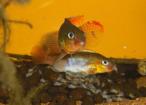 Congochromis sabinae, Pärchen der Farbform "Tshuapa" mit Jungbrut
