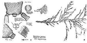Corallina officinalis Zeichnung von Pawel Florenski
