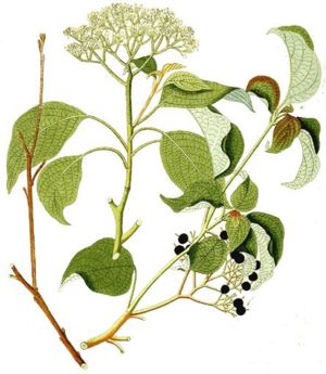 Der Wechselblättrige Hartriegel (Cornus alternifolia) in einer Illustration bei Johan Carl Krauss