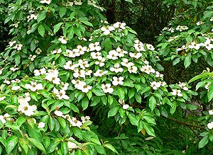 Zweig von Benthams Hartriegel (Cornus capitata) mit zahlreichen Blütenständen