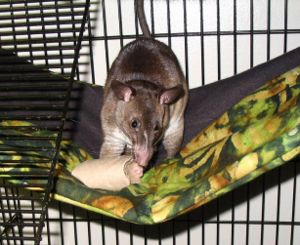 Riesenhamsterratte (Cricetomys emini)