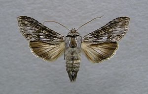 Cucullia xeranthemi.jpg