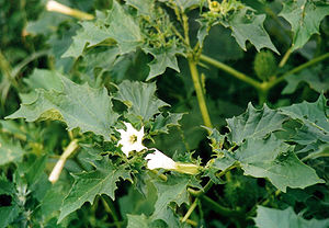 Gemeiner Stechapfel (Datura stramonium)